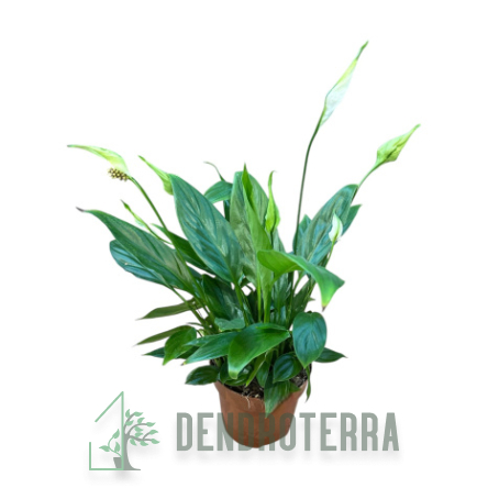 Спатифиллум d12 h45